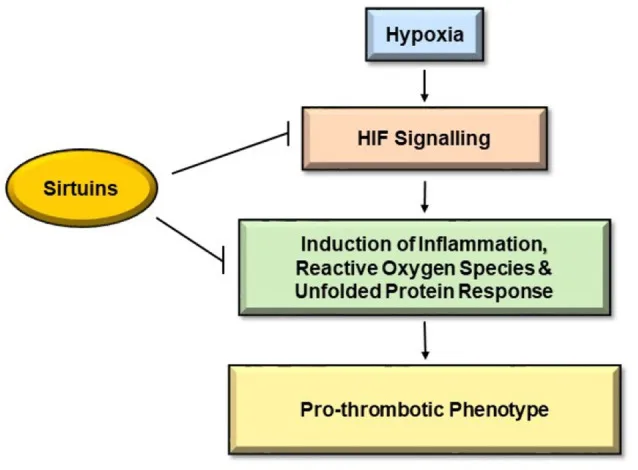 Article figure from Frontiers in physiology (2021)