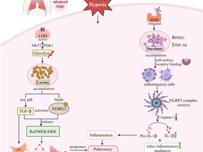 Article figure from Pulmonary circulation (2025)
