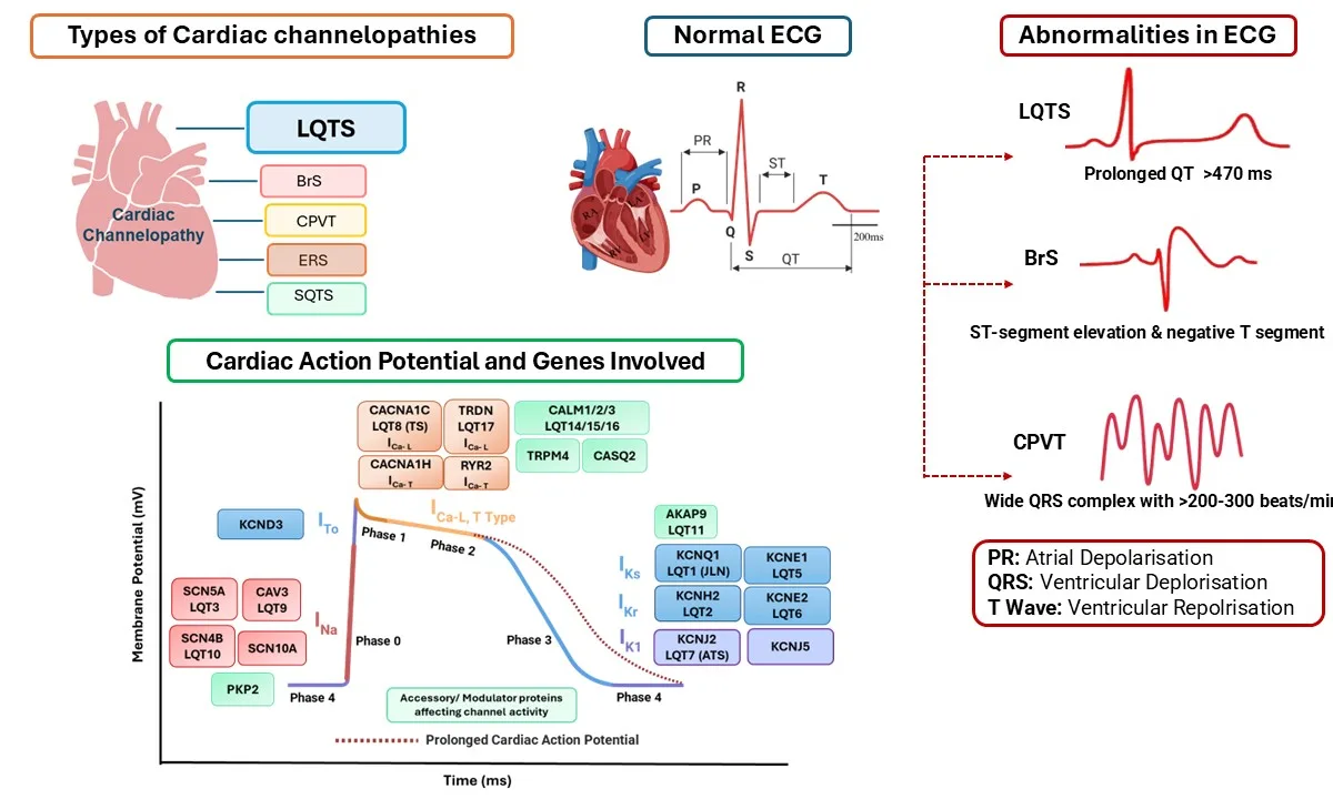 Scientific figure representing cardiovascular genetics research