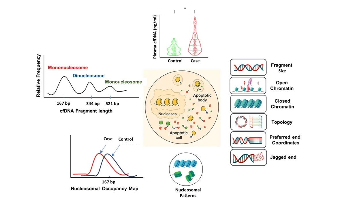 Representative scientific figure for circulating cell-free DNA fragmentomics